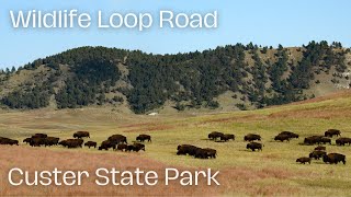 Wildlife Loop Road in Custer State Park  Bison amp Scenic Views in 4K [upl. by Andria775]