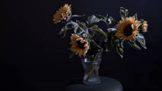 SUNFLOWERS  Zhongyi Cine Lens 17mm MFT  Test  BMPCC orig 4k upscale [upl. by Violette]