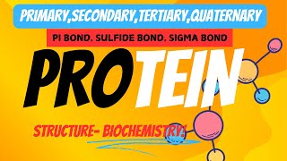 PROTEIN STRUCTURE PRIMARY SECONDARY TERTIARY QUATERNARY AND BONDS Biochemist cornerI MsBiochemist I [upl. by Illac]