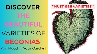 🌸Discover the Beautiful Varieties of Begonias You Need in Your Gardenquot [upl. by Esdras]