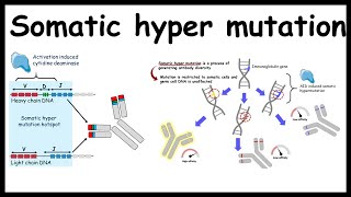 Somatic hypermutation  Generating antibody diversity [upl. by Aicital]