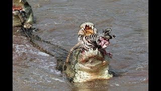 Crocs catch and eat zebra  incredible feeding behaviour [upl. by Benni]