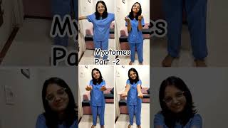 Myotomes part2  Physiotherapy Anatomy physiology [upl. by Ennaylime258]