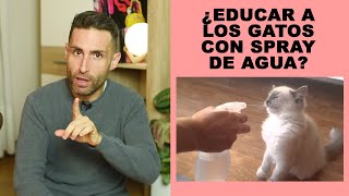 ¿Es recomendable usar un spray con agua para educar a los gatos  Gato que hace pis en cama [upl. by Aydiv]