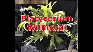 How to Identify a Platycerium Willinckii [upl. by Hteazile953]