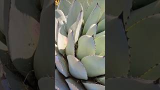 Spiky tips of Agave rosette [upl. by Grayson]