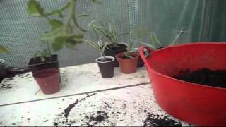 Growing Tomatoes in Upside Down Containers [upl. by Carolynn]