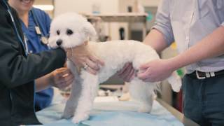 JINDALEE ANIMAL HOSPITAL [upl. by Nam]