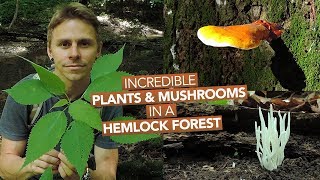 Incredible Plants amp Mushrooms In A Hemlock Forest [upl. by Alicsirp]