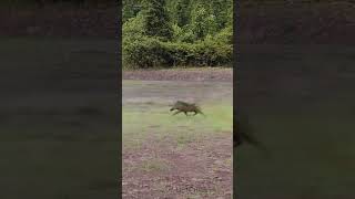 The Battle Between African Wild Dogs and Wild Boars [upl. by Aronle]