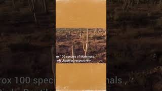 Sahara Desert Animals shorts foryou desert sahara facts [upl. by Akli455]