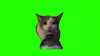 Meme Water Bottle Cat Funny Green Screen In 4K [upl. by Ytsud]