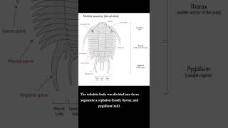 Trilobite Diversity and Anatomy marinelife species prehistoricfun seacreatures [upl. by Raddi]