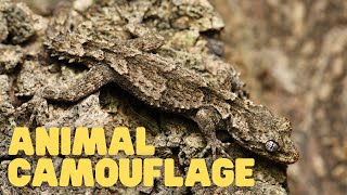 Animal Camouflage  Learn How Animals Can Blend In With Their Environments [upl. by Patricia133]