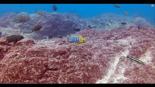 Ndomo Reef Likoma Island  African Cichlids  HD Underwater Footage [upl. by Asilat602]