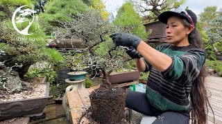 Corokia Cotoneaster Bonsai [upl. by Capon]