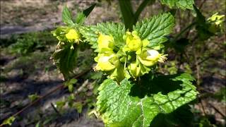 Yellow figwort Scrophularia vernalis  20150418 [upl. by Ardnaskela]