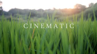 4K Nature Cinematography  Cinematic Background Music NO COPYRIGHT  NIKON D5300 [upl. by Nidla]