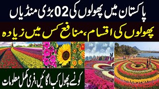 Phoolo Ki Kasht  Flower Farming Business  Most profitable Flower to Grow [upl. by Amalie]