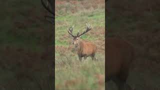 Close up with Huge Exmoor Stag Rut 2023 deer [upl. by Feld]