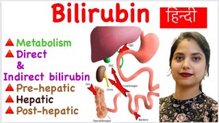 Bilirubin metabolism in hindi  Direct amp Indirect Bilirubin  Prehepatic  Hepatic  Posthepatic [upl. by Airotna]