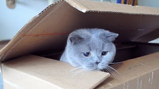 Unboxing British Shorthair Cat [upl. by Rod390]