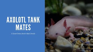 New to Axolotl Tank Mates You May Regret Not Trying These [upl. by Colver]