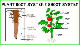 Plant Root System amp Shoot System [upl. by Nnylkcaj]