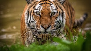 Siberian Tigers  Big Cats Wild Dcumentary HD 1080p [upl. by Rusell]