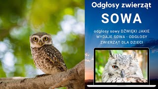 Sowa  odgłosy sowy DŹWIĘKI JAKIE WYDAJE SOWA  ODGŁOSY ZWIERZĄT DLA DZIECI [upl. by Feilak]