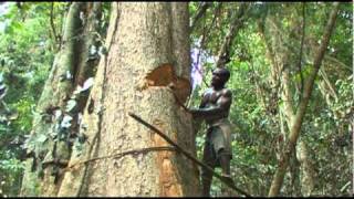 Pygmies cutting a tree and farming their land [upl. by Salli]