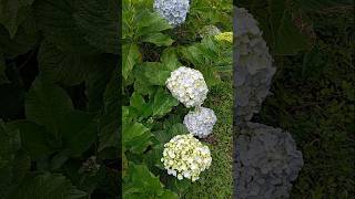 Hydrangea macrophylla Costa Rica amazing farming video beautiful shorts videoshorts [upl. by Ribaj]