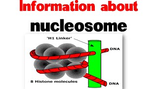 Nucleosome and histones  Nucleosome structure [upl. by Ixela]