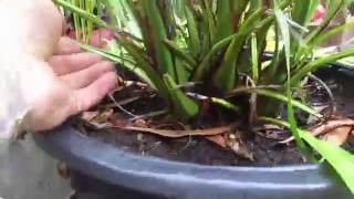 Growing Canary Island Date Palms in a Pot [upl. by Lebam]