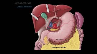 Peritoneum tutorial [upl. by Mariejeanne406]