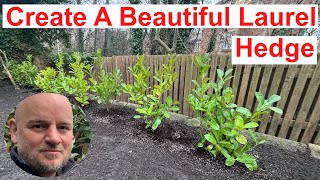 How to create a beautiful Laurel Hedge [upl. by Gayle195]