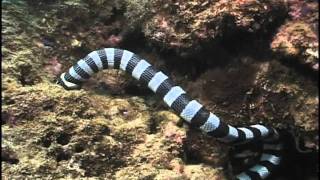 Sea Snake eating Moray Eel Fiji Laticauda colubrina vs Gymnothorax sp [upl. by Ulysses]