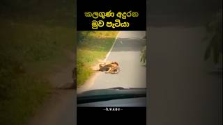 ගුණ දනිමු 🥺🥺 සබ්ස්ක්‍රයිබ් කරන්න 👍trending shrots shortvideo vairalshort 🥺🥺🥺🥺 [upl. by Palua]