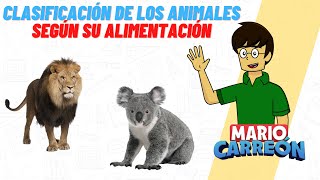 CLASIFICACIÓN DE LOS ANIMALES SEGUN SU ALIMENTACIÓN CARNÍVOROS HERBIVOROS Y OMNÍVOROS [upl. by Stokes]