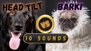 🤔10 Rounds of Head Tilt vs BarkHow Will Your Dog React🥳Sounds That Tilt Dogs Heads🔔Sounds for Dogs [upl. by Eetnahs]