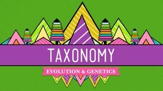 Taxonomy Lifes Filing System  Crash Course Biology 19 [upl. by Ifill]