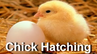 Baby Chick Hatching  Egg Hatching [upl. by Kayley296]