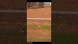 Caprioli trainspotters😂😂 naturephotography roedeer capriolo [upl. by Ycnaf]