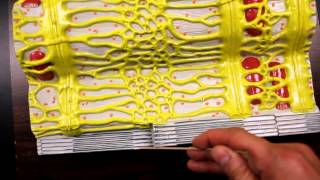 MUSCULAR SYSTEM ANATOMYMuscle fiber with sarcomere model description [upl. by Haroved56]