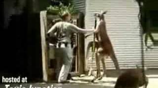 A Kangaroo Beats the Zoo Keeper [upl. by Olpe]