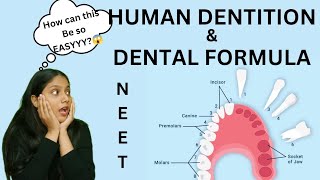 Human Dentition 🦷amp DENTAL FORMULA  Thecodont  diphyodont heterodont  NEET  humera [upl. by Gunter502]