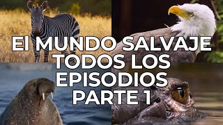 El Mundo Salvaje Todos los Episodios Parte 1  Free Documentary Nature  Español [upl. by Suoirrad388]