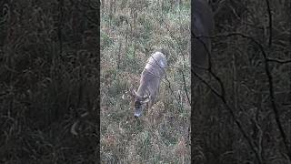 Magic of the whitetail rut [upl. by Cecelia746]