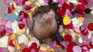 Otters Enjoy The Rose Bath [upl. by Ovatsug]