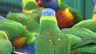 Rainbow Lorikeets wild and free in their native Australia [upl. by Yentrac973]